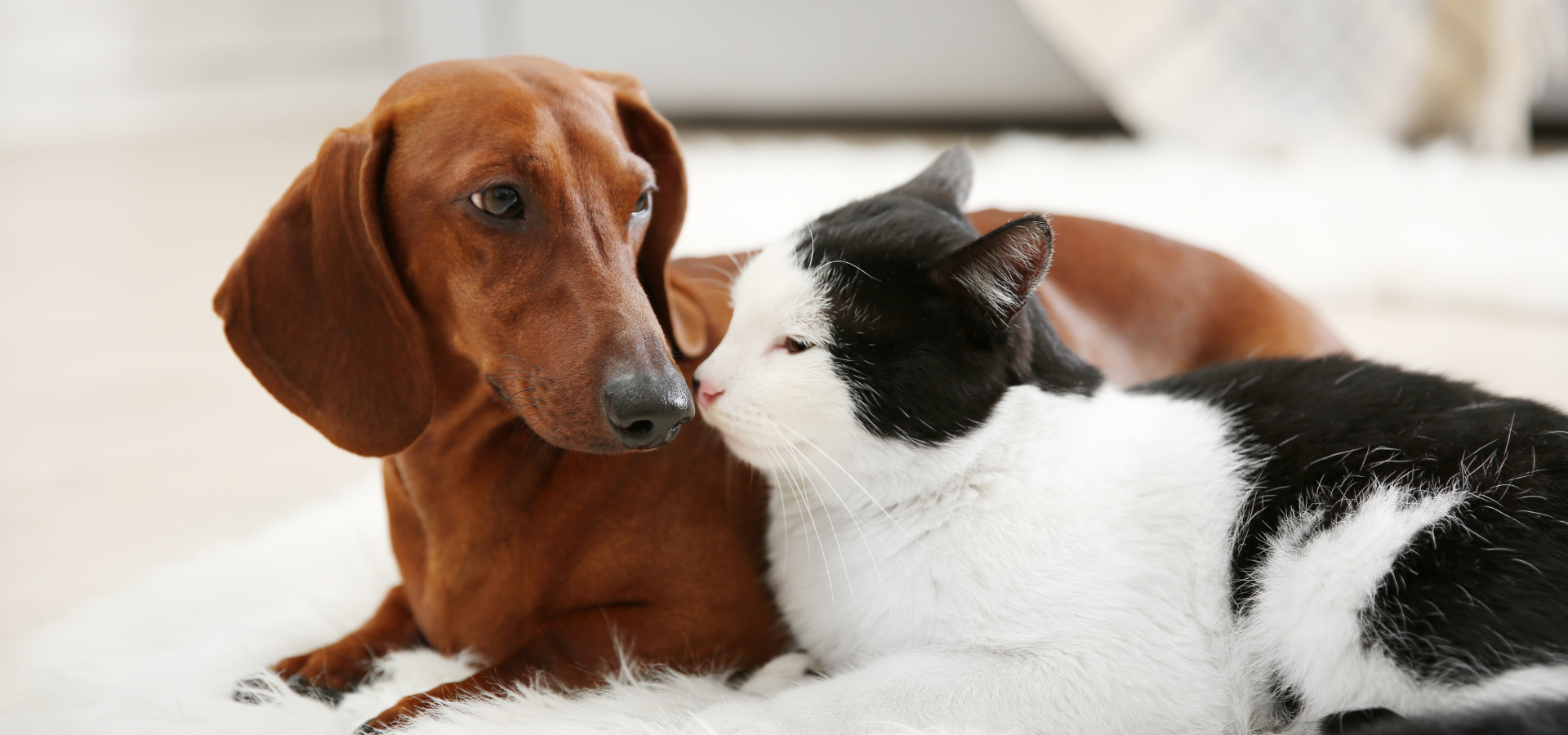 Eagle Hill Animal Hospital, veterinary clinic in Cedar Valley, Mission BC